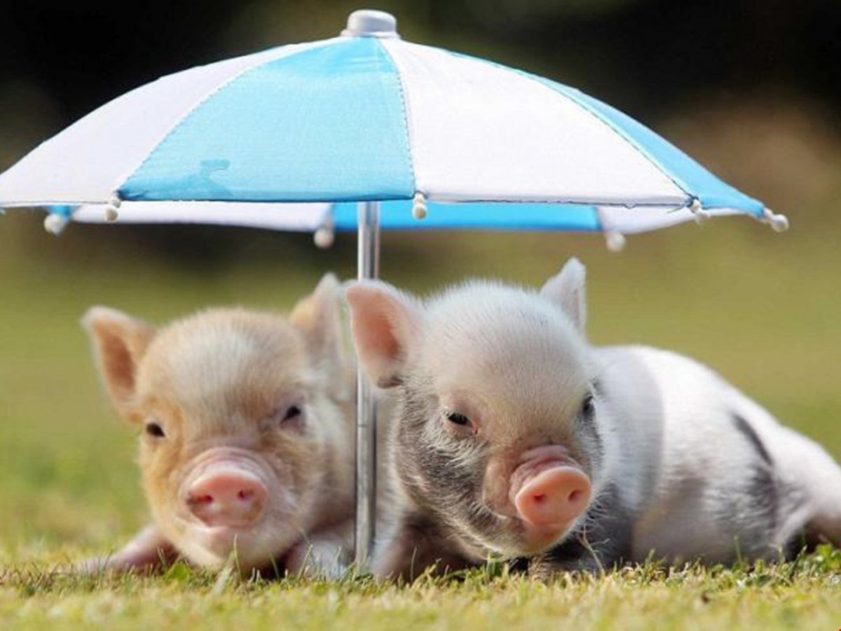 Забавные поросята