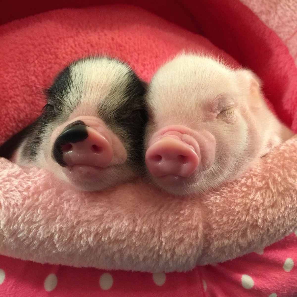 Поросята Пигги мини