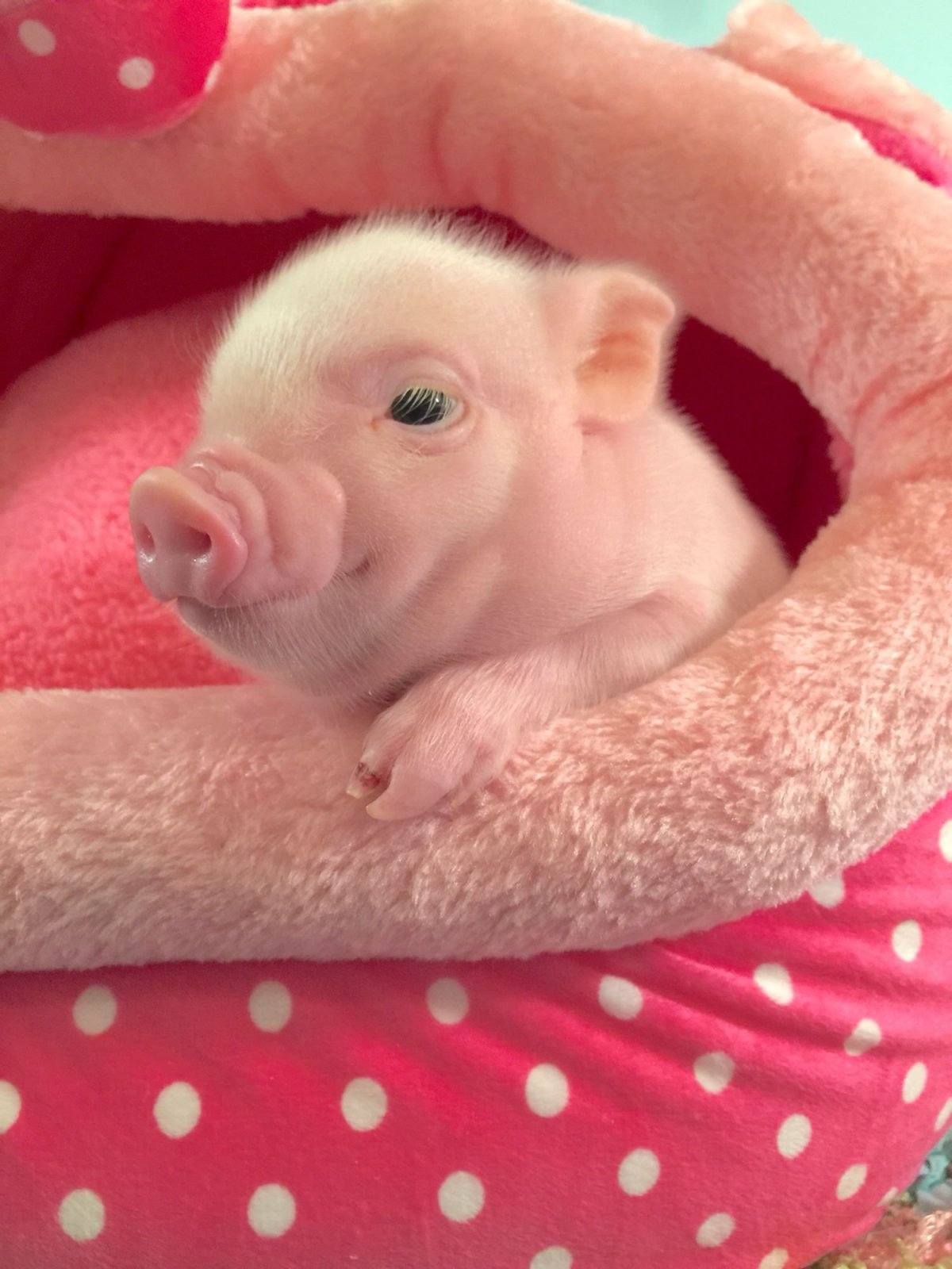 Мини-Пиги маленькие домашние свинки