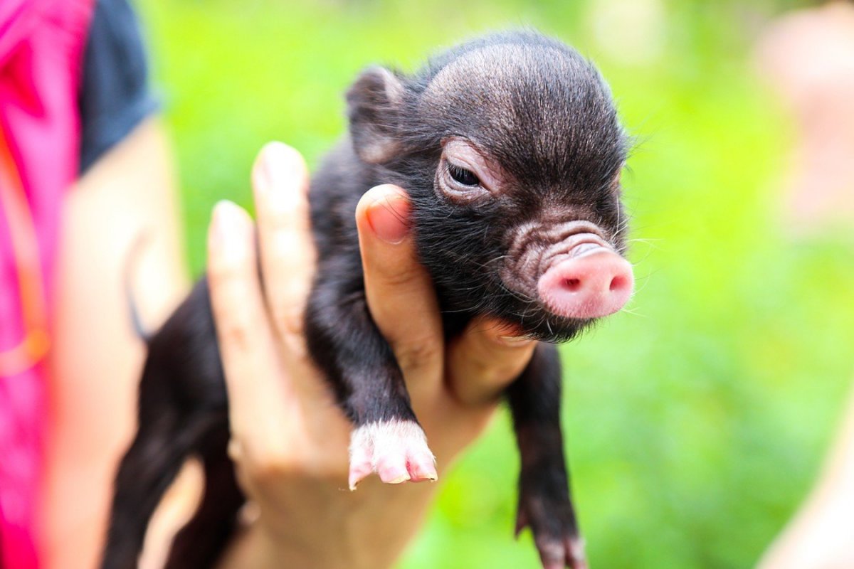 Мини Пигги Свинка