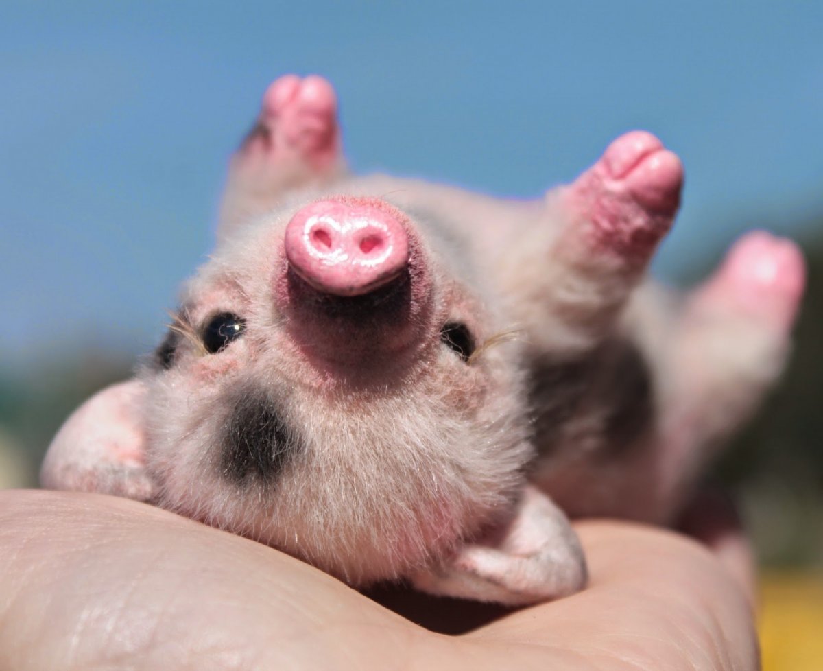 Милый поросенок