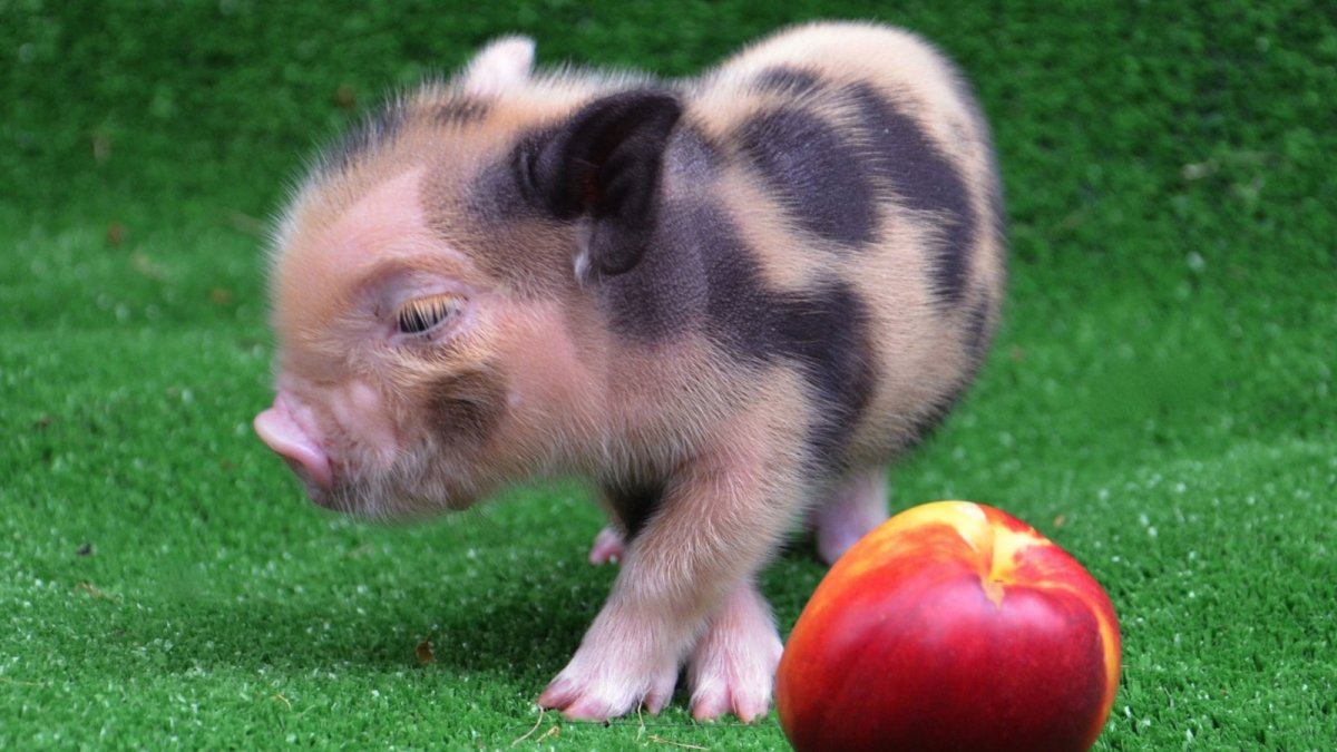 Микро мини Пиги