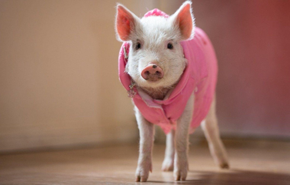 Свинка микро Пиги