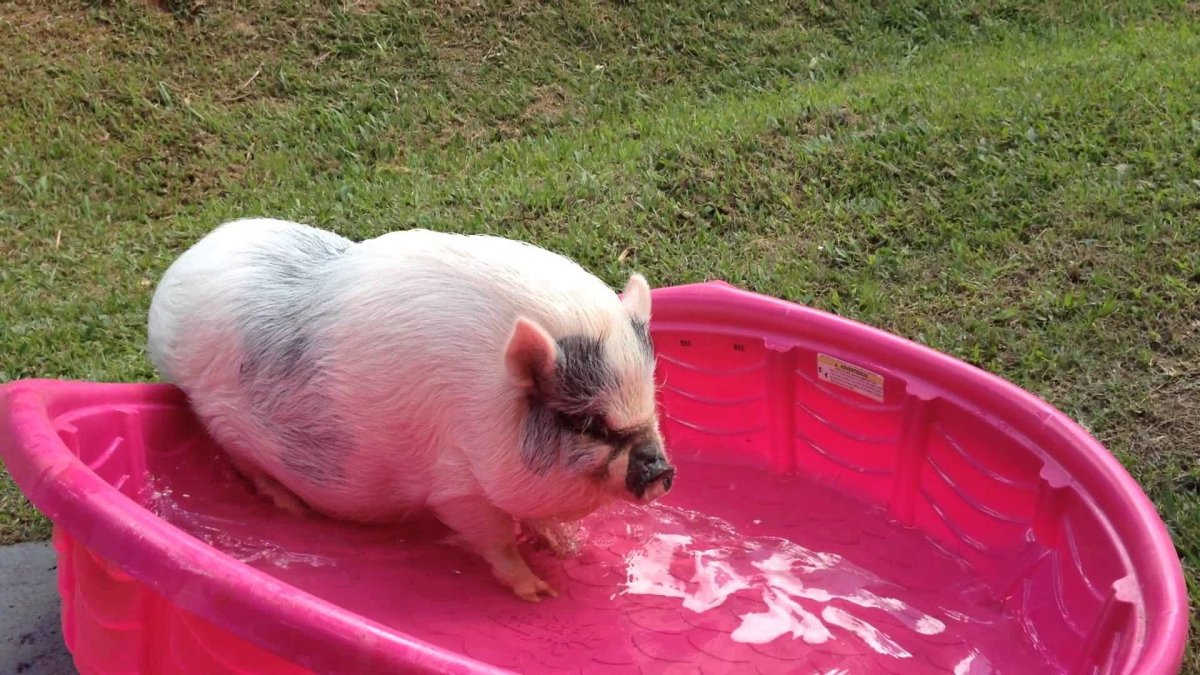 Туалет для мини пига