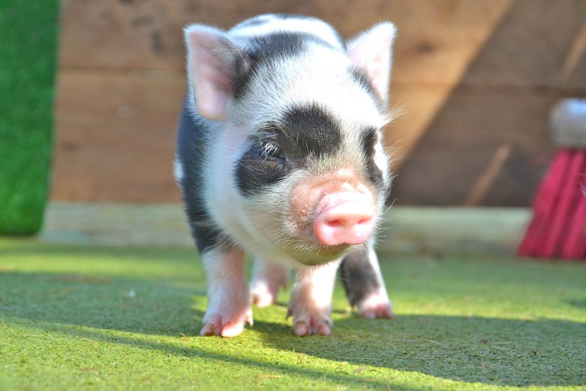 Белый минипиг