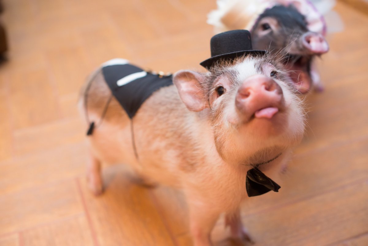 Минипиг смешные