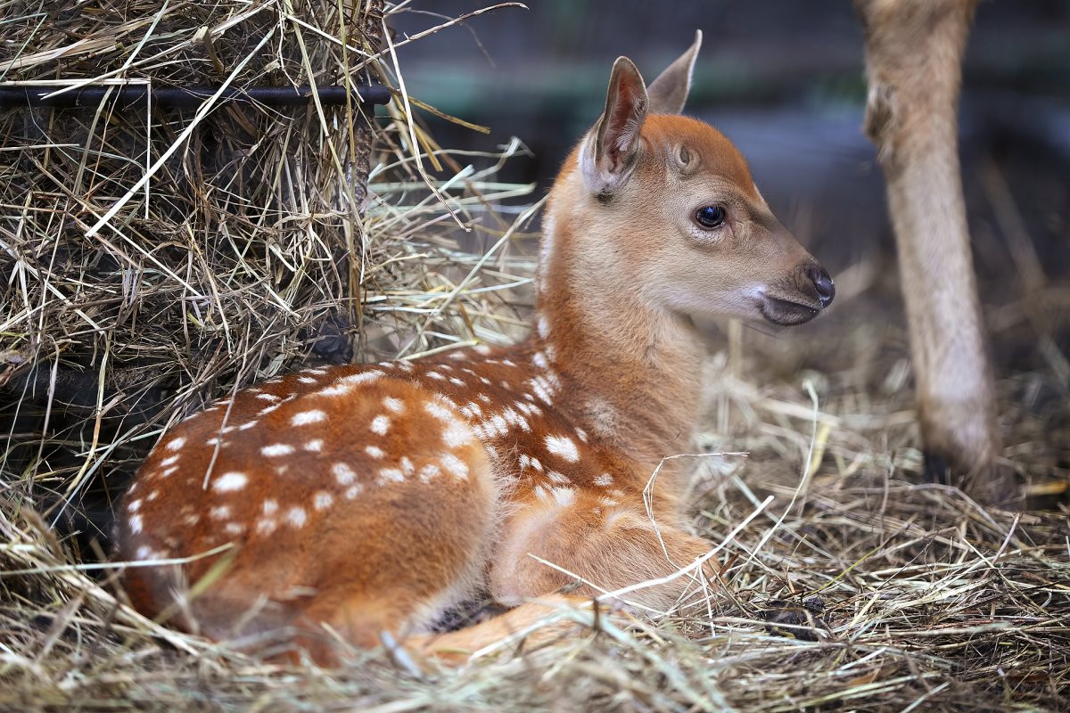 Олененок хомклаб