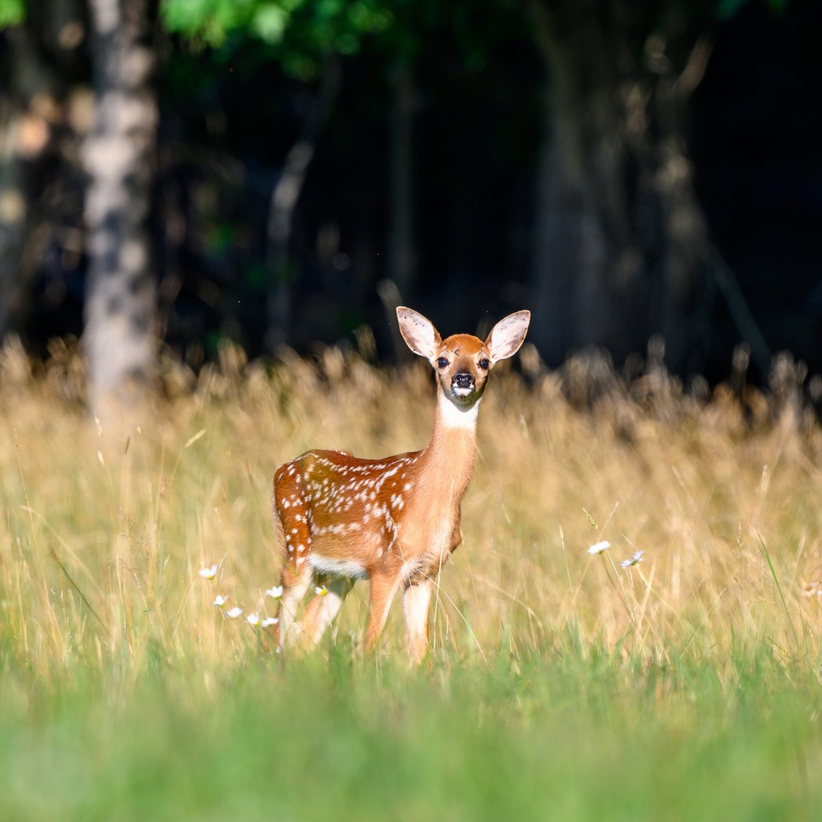 Олень малыш