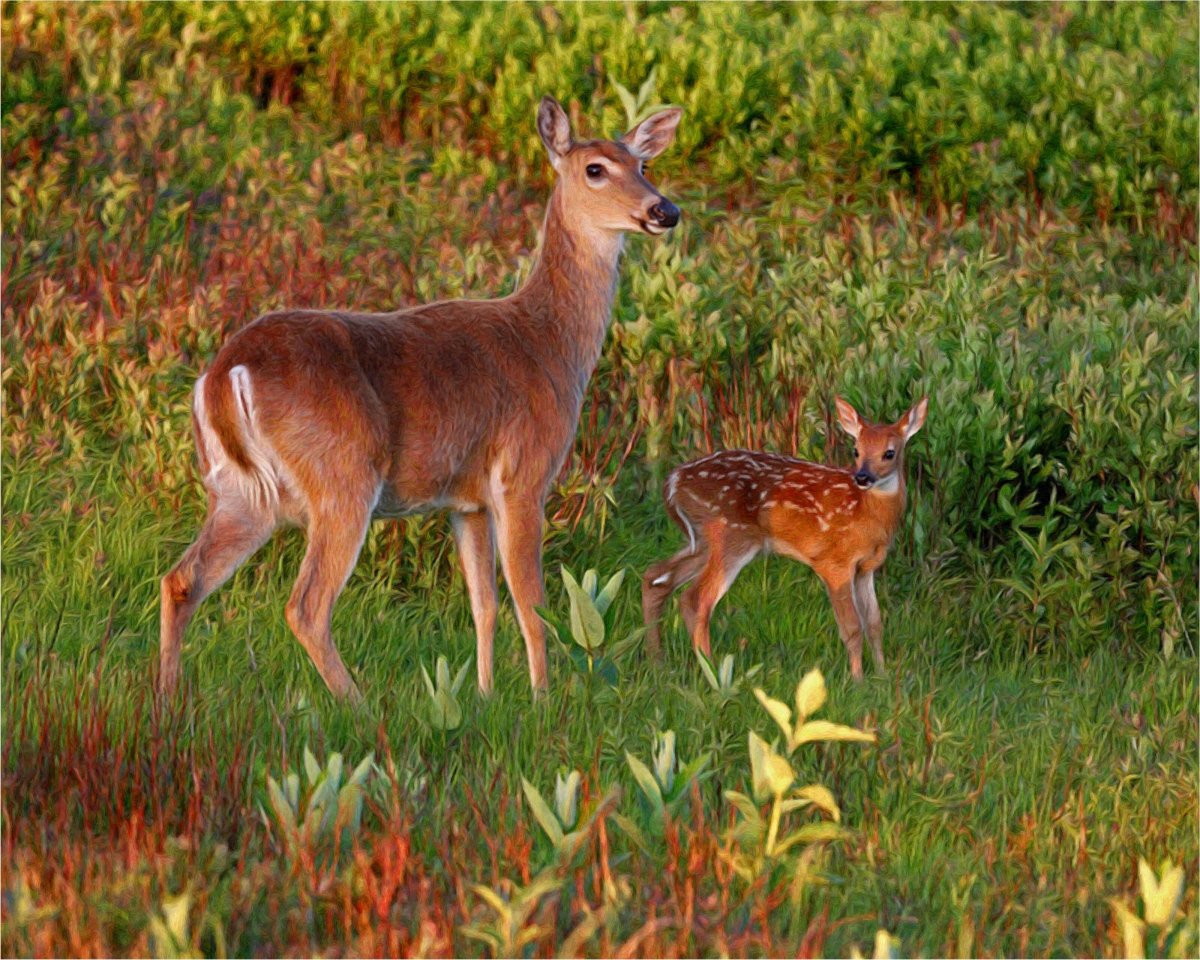 Благородный Олененок