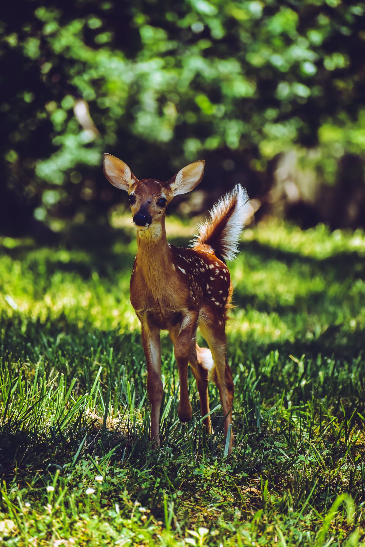 Пятнистый олень Бэмби