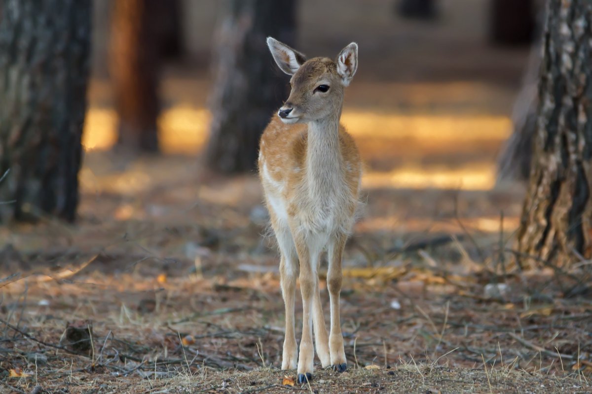 Олень Бэмби порода