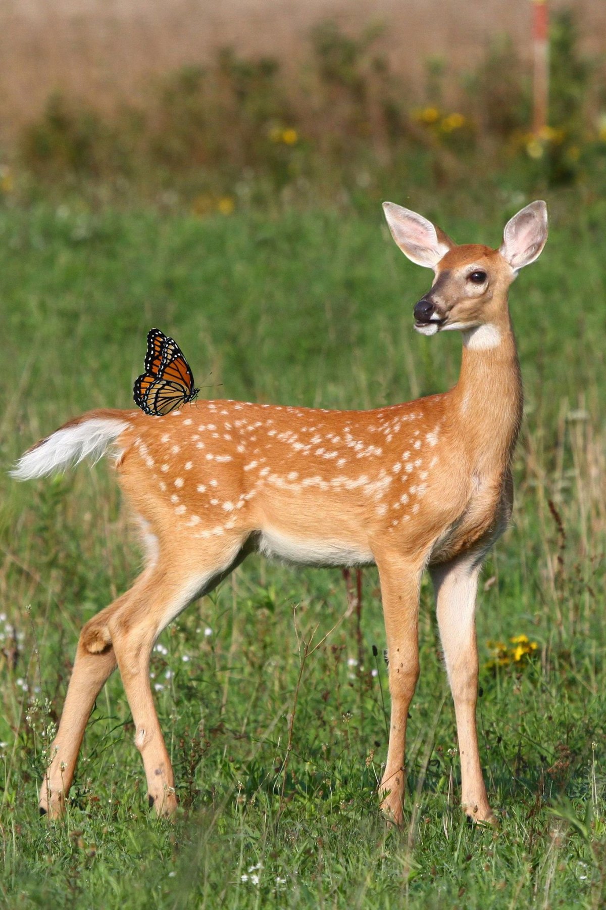 Олень Бэмби порода