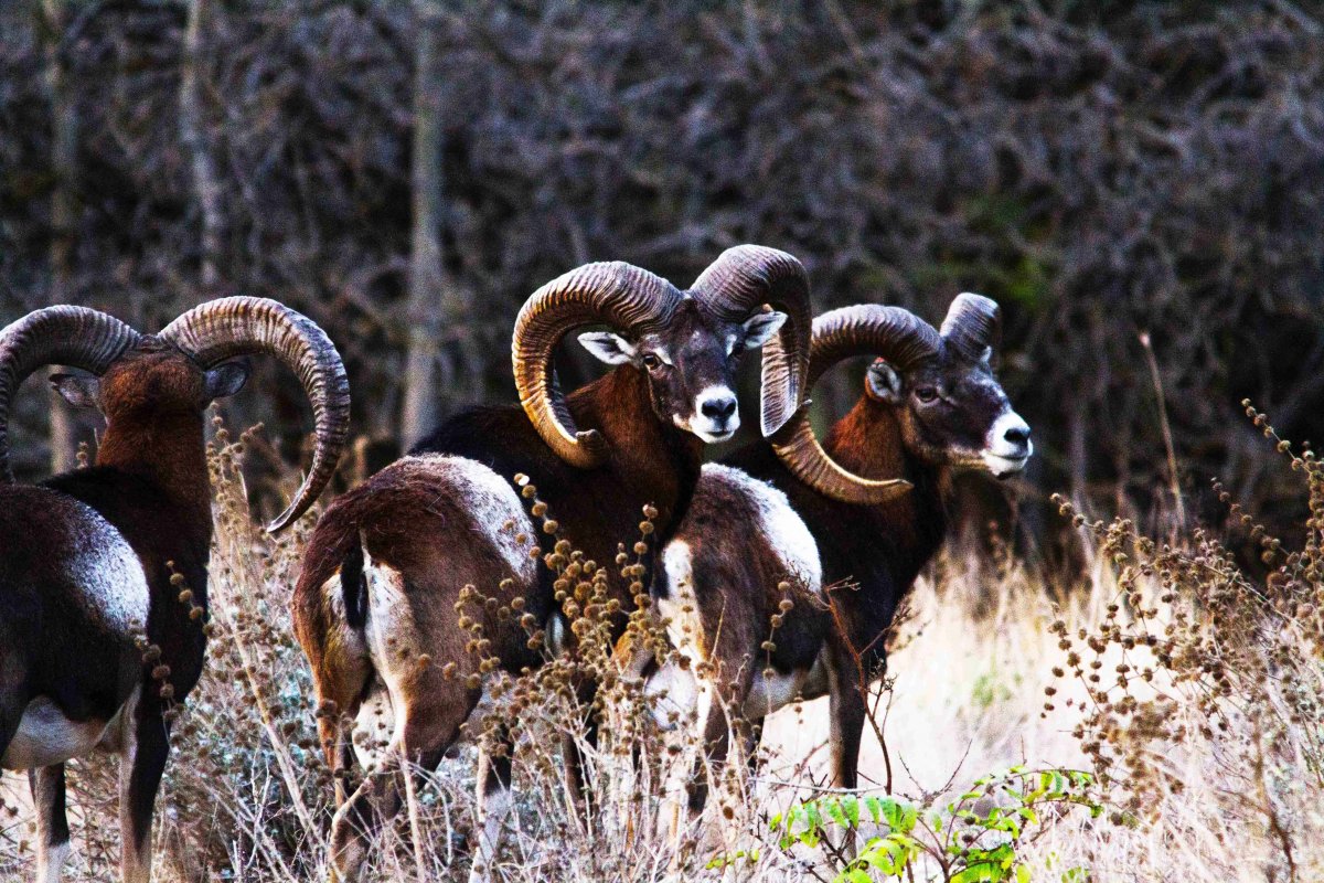 Муфлон Крымский