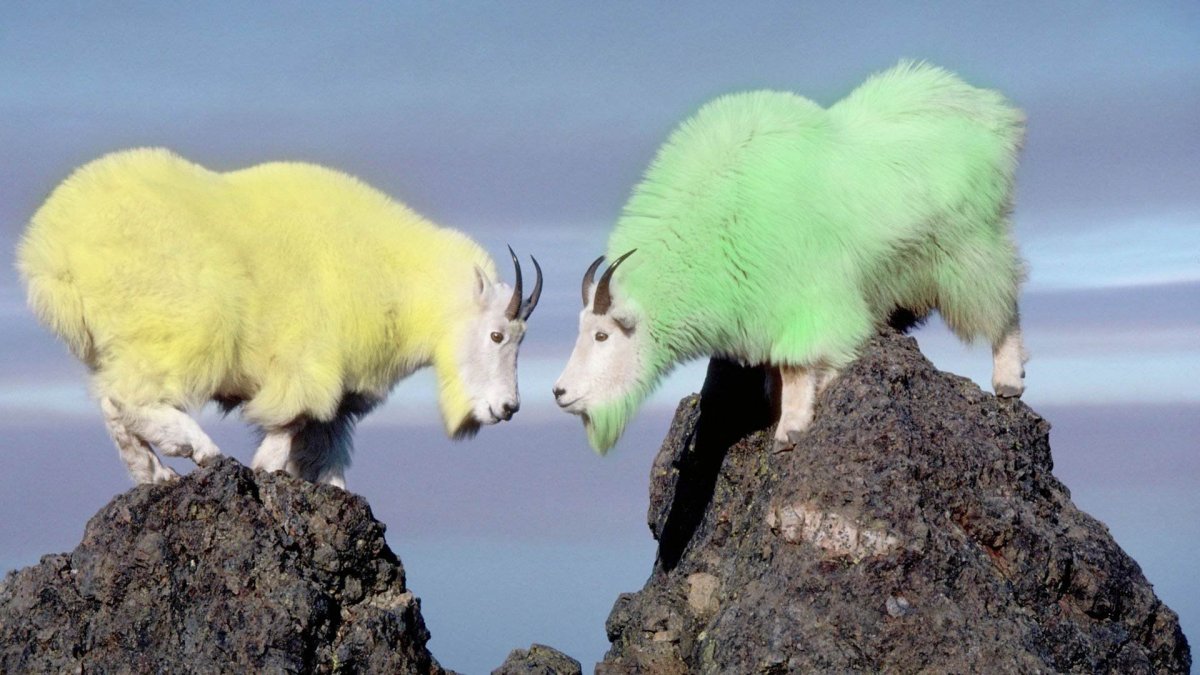 Овечки в горах Швейцария