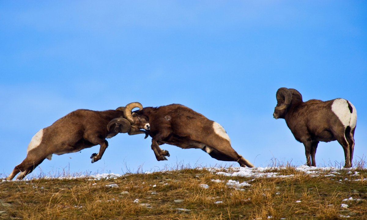 Камерун овцы