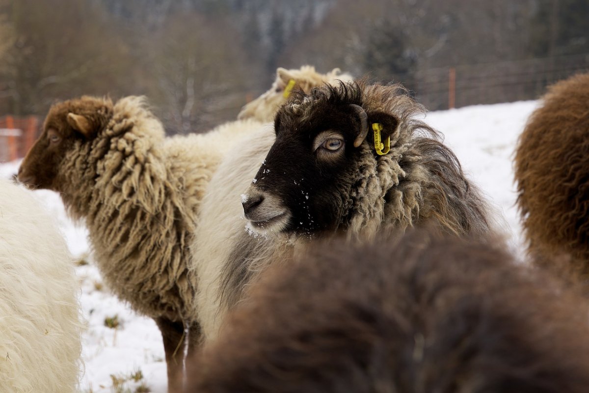 Сношающиеся овечки