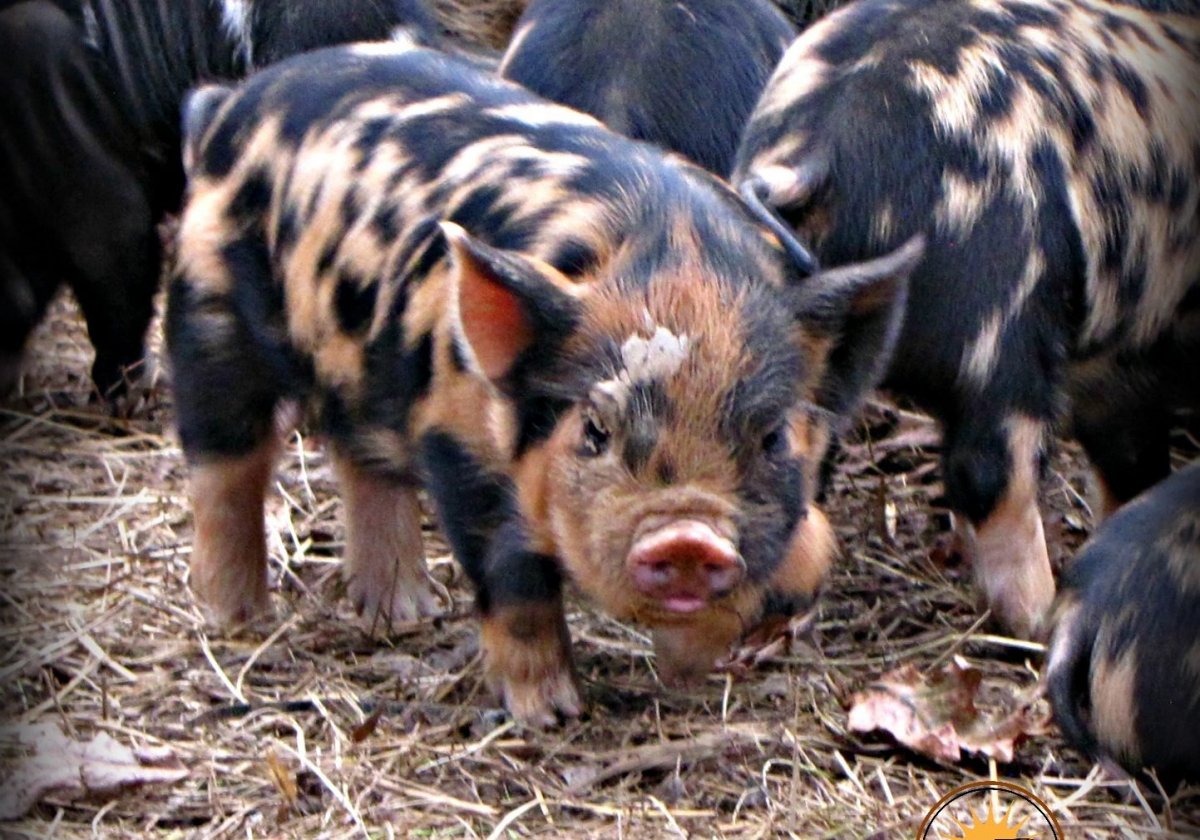 Темворс порода