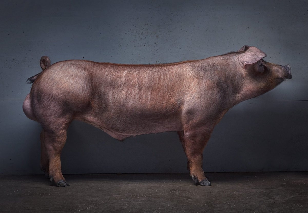 Темворс порода свиней