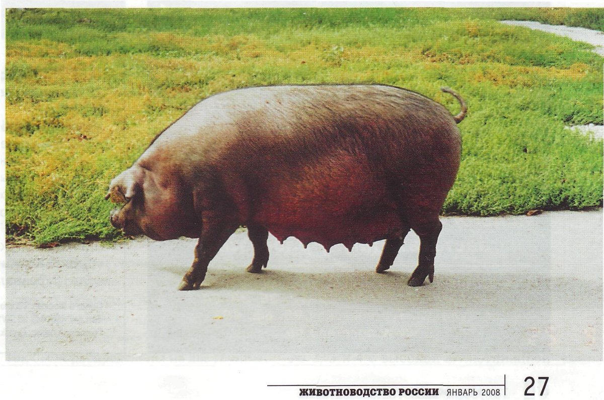 Свиньи огромные зрелые