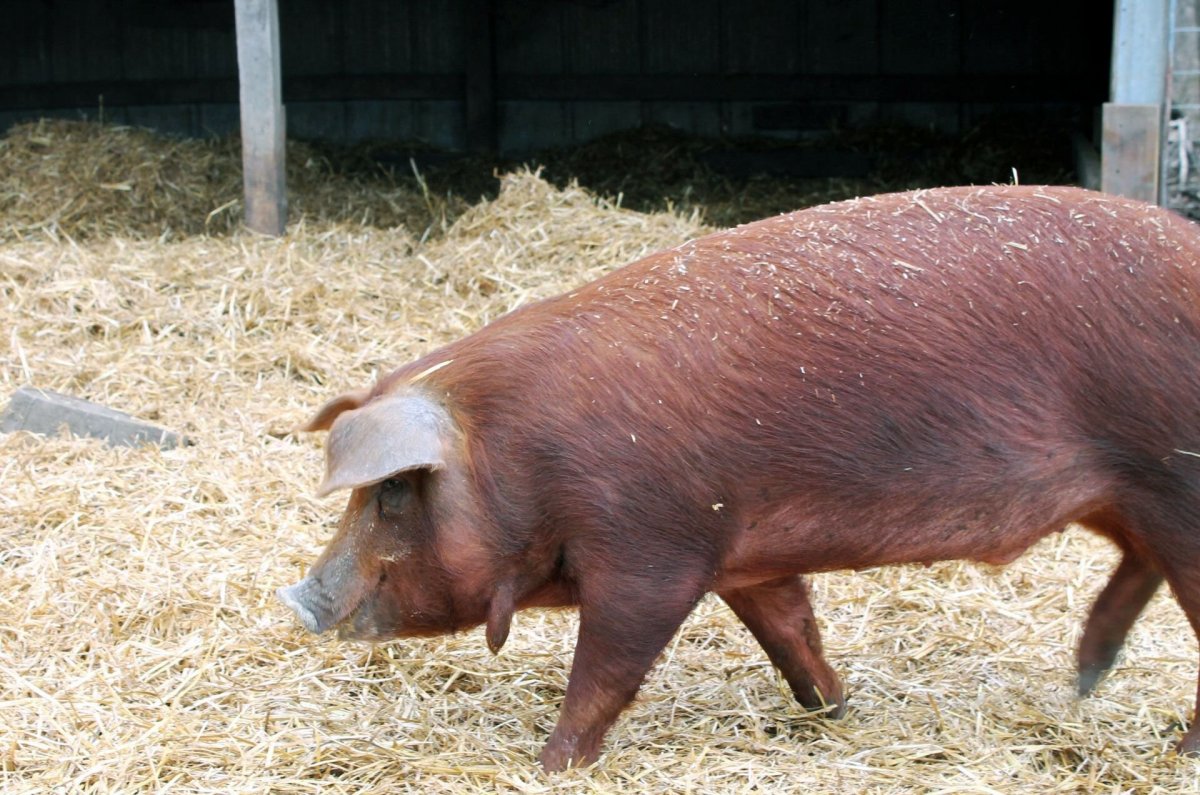 Украинская Степная белая порода свиней