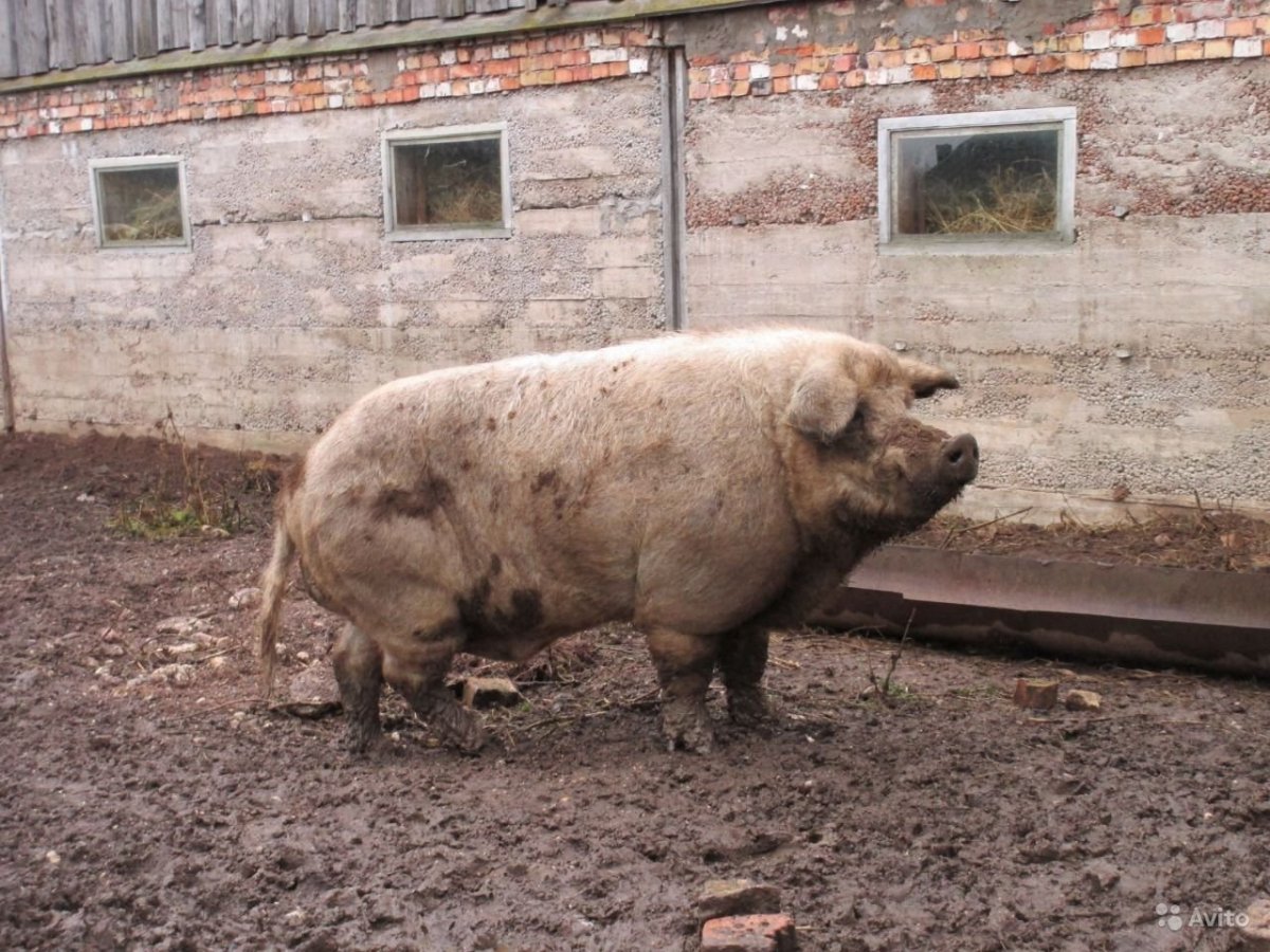 Уржумская порода поросят