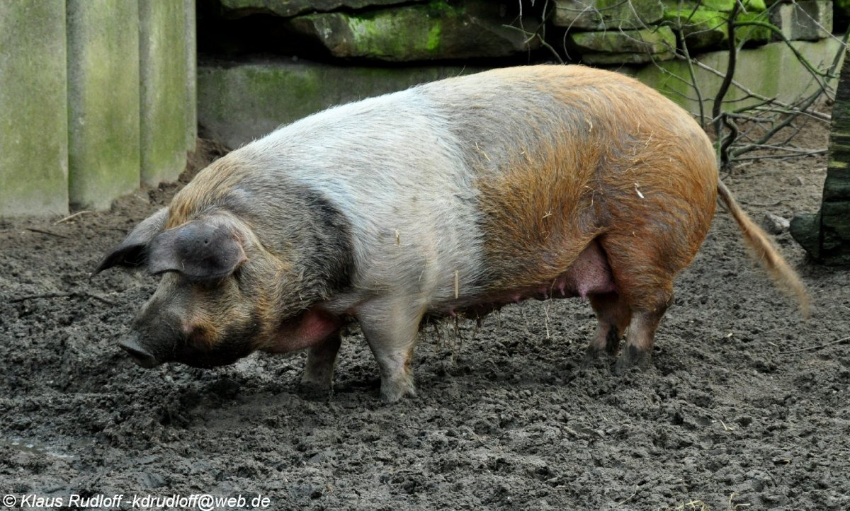 Селекция свиней породы дюрок