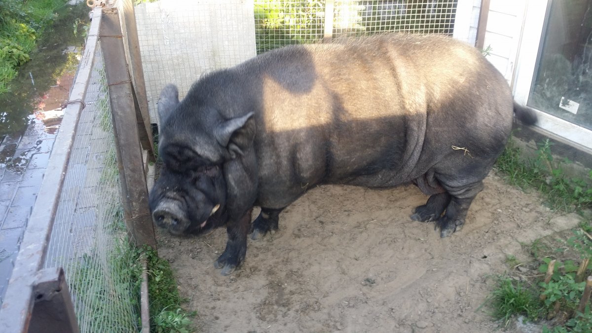 Северокавказская порода свиней