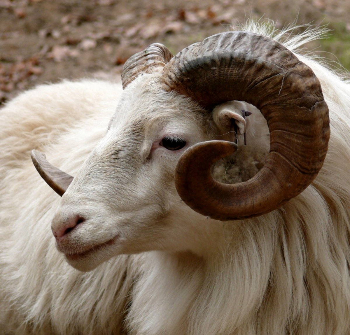 Баран Далла