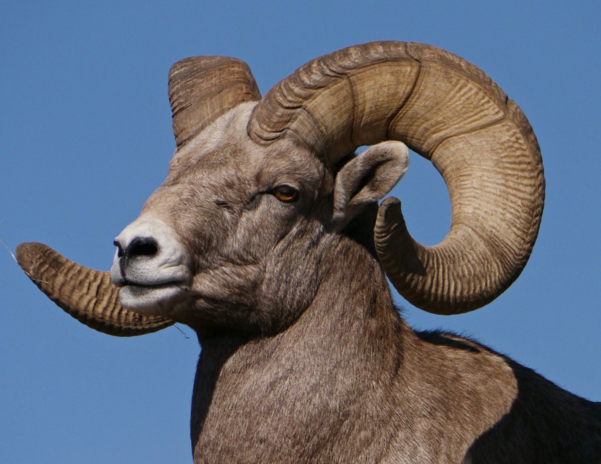 Голова барана в профиль