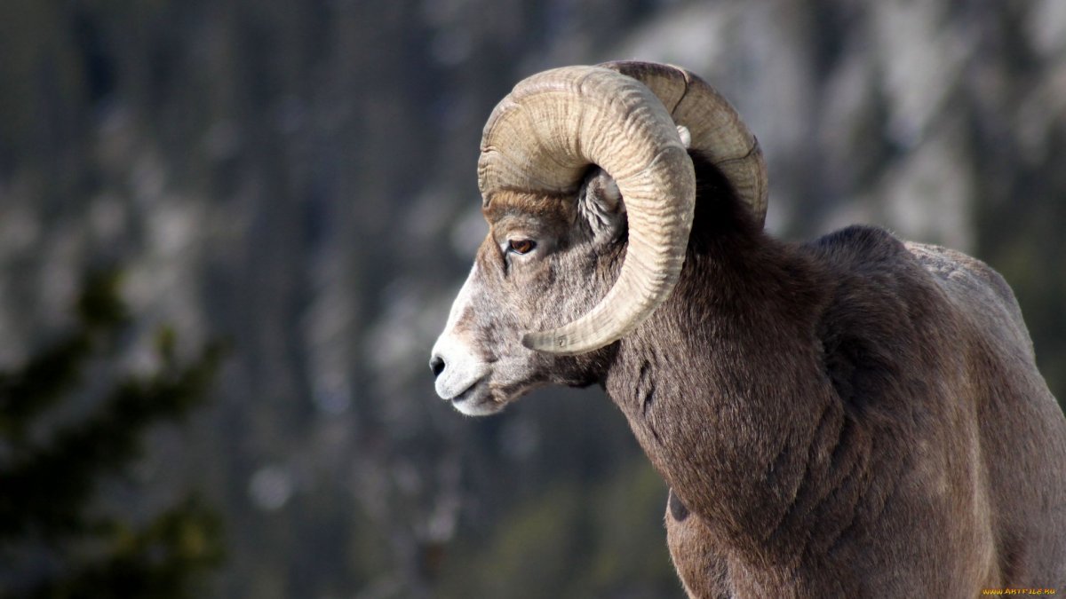 Горный баран в профиль