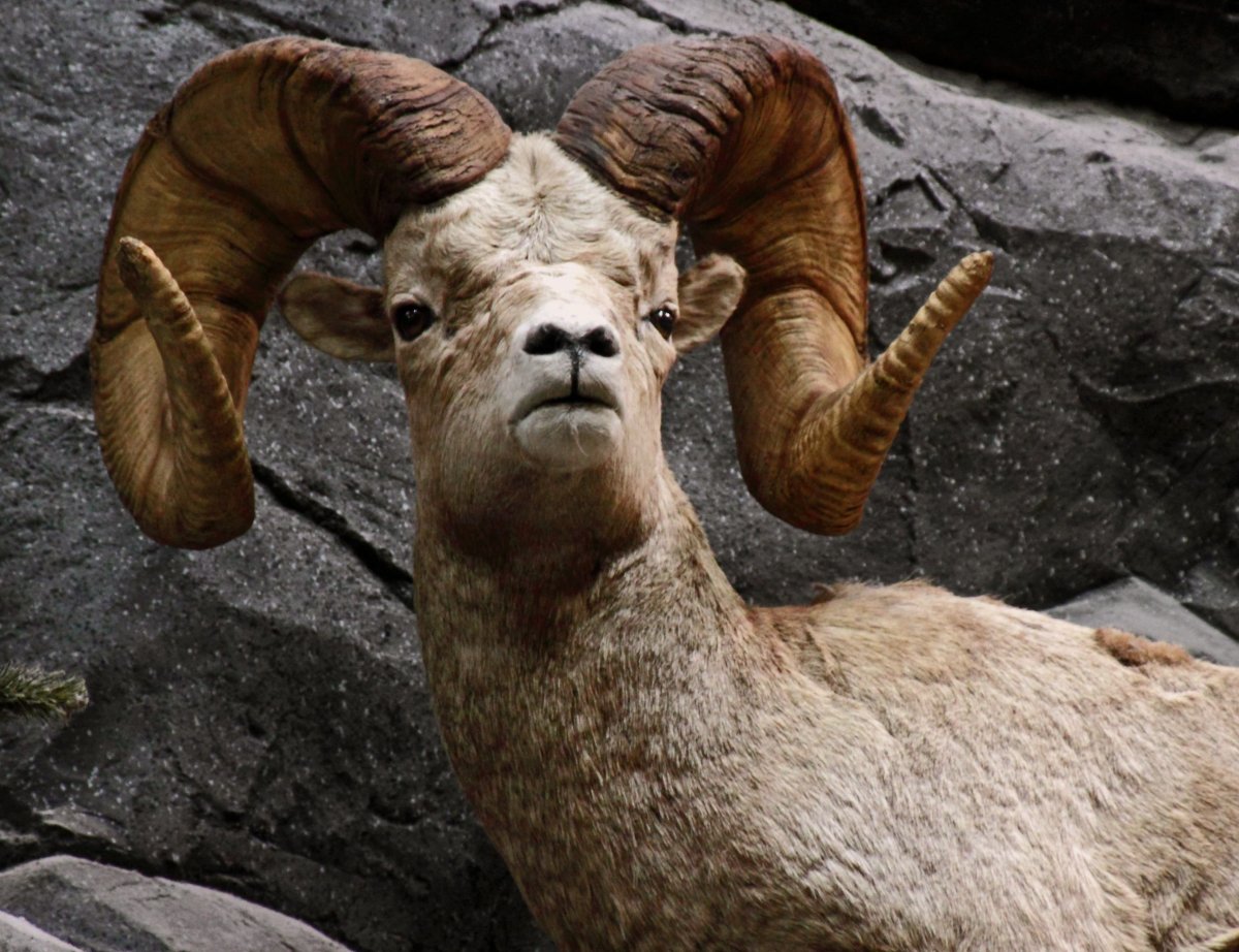 Лев с рогами барана