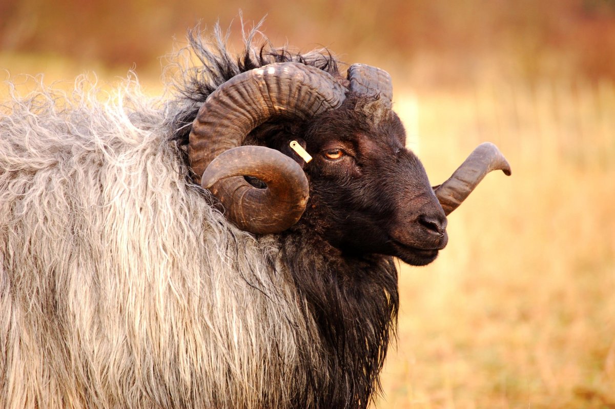 Мощный баран