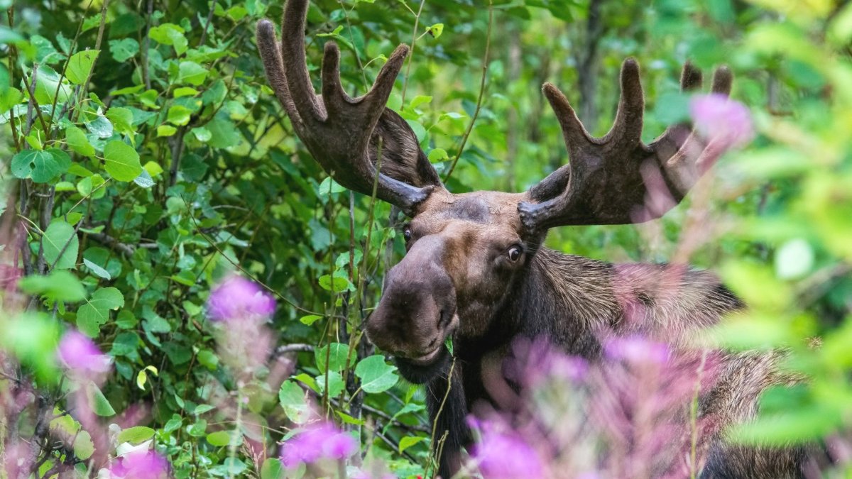 Лось в весеннем лесу