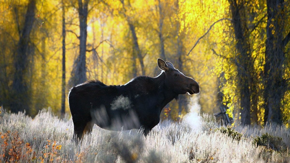 Животные осенью