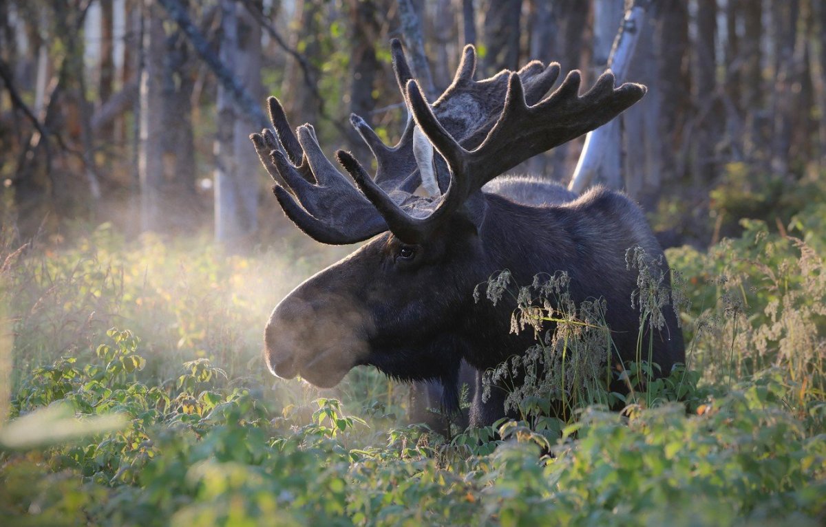 Лось Moose