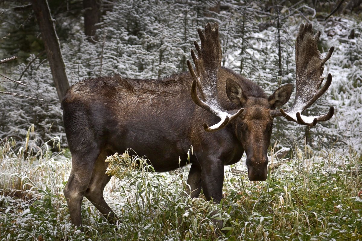 Сохатый Лось Байкальский