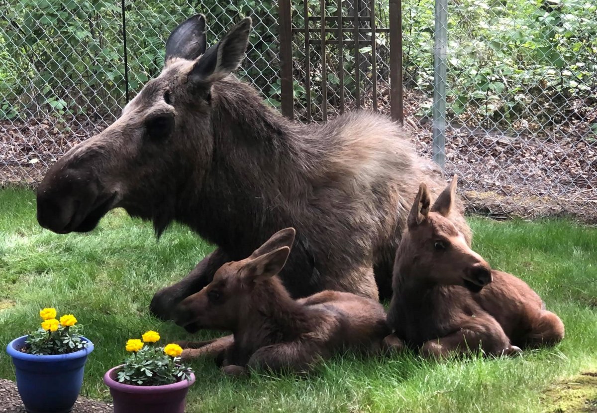 Лосиха с лосенком