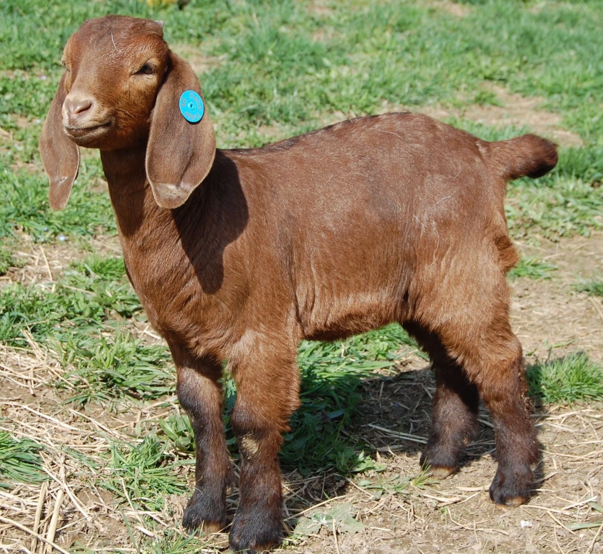 Нубийская Шами порода коз