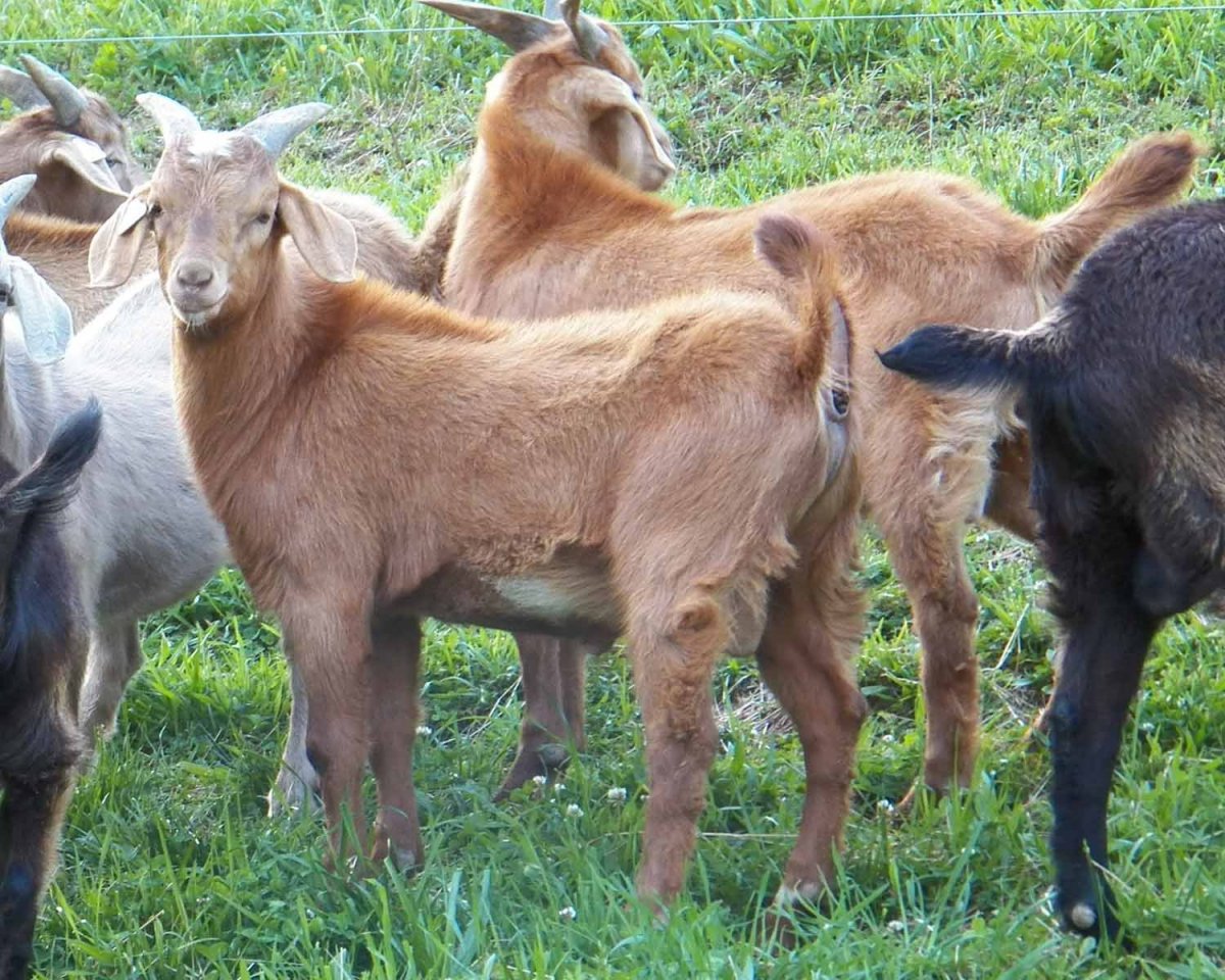 Козы породы Кико