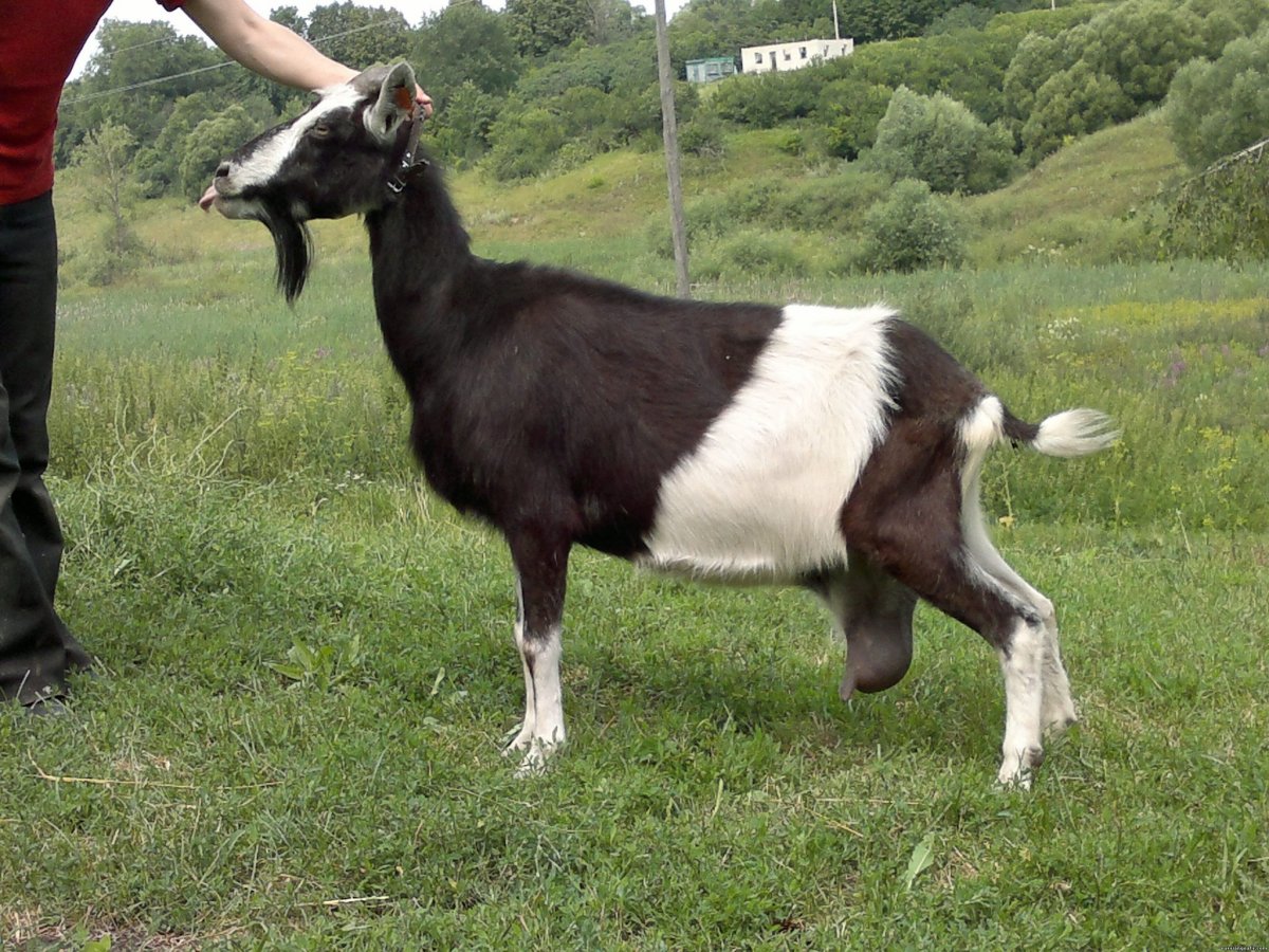 Альпийская тоггенбургская коза