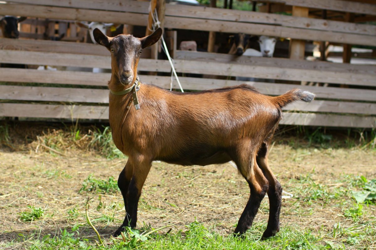 Коза зааненская Альпийская