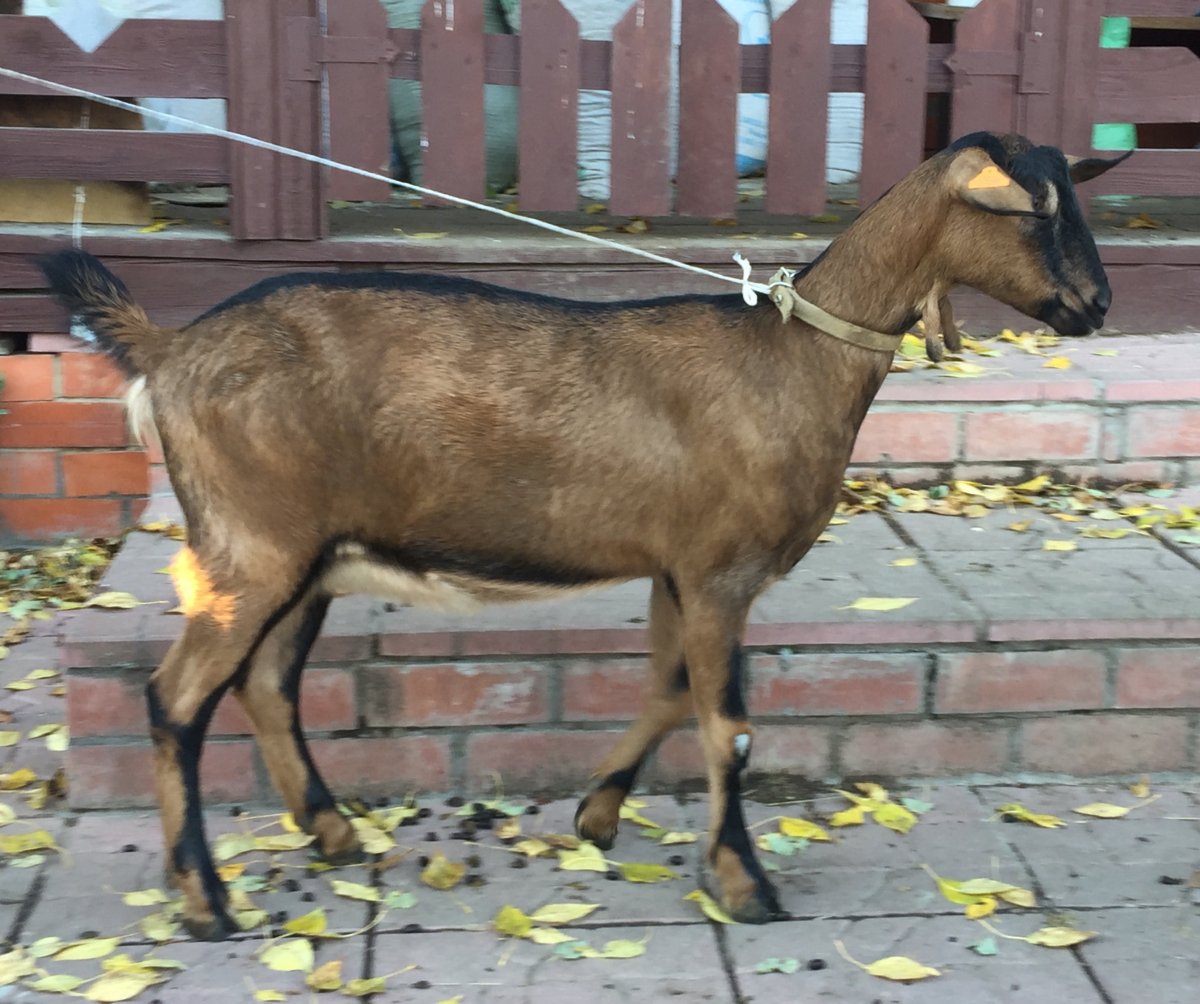 Альпийская коза стандарт породы