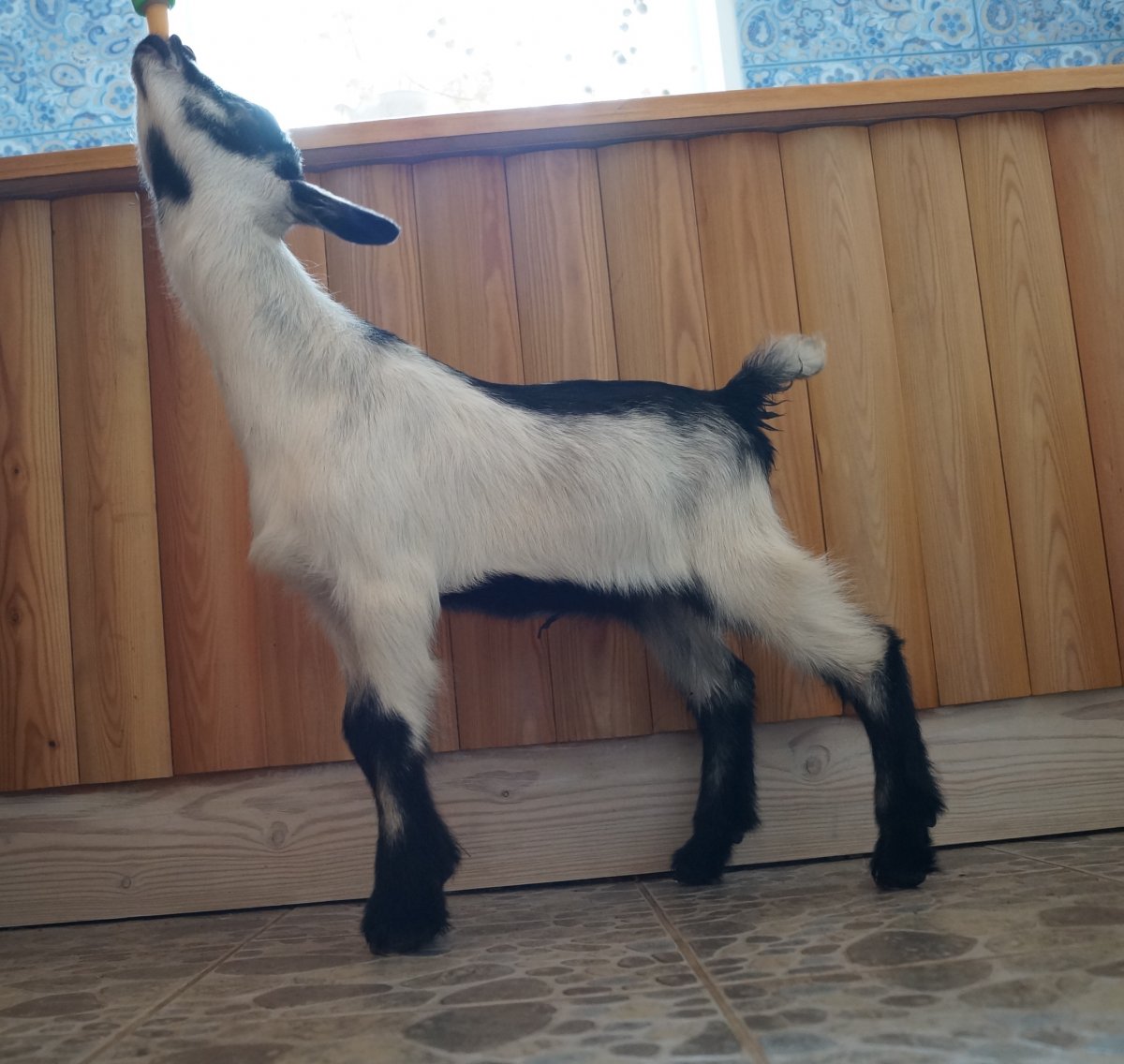 Британская тоггенбургская порода коз