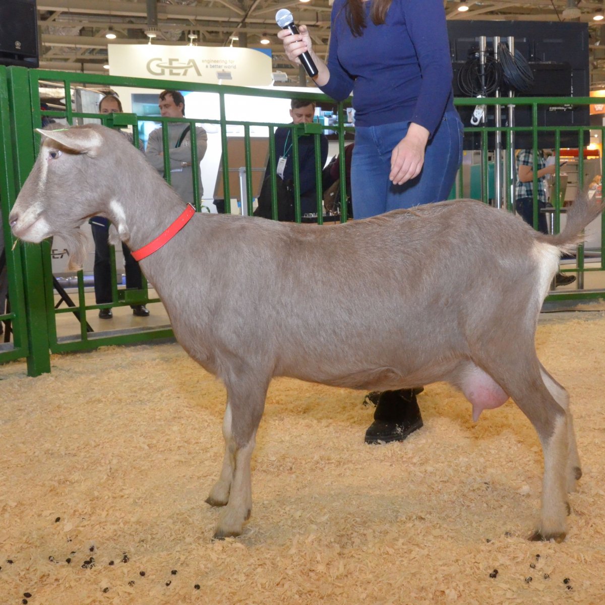 Тоггенбургская порода коз