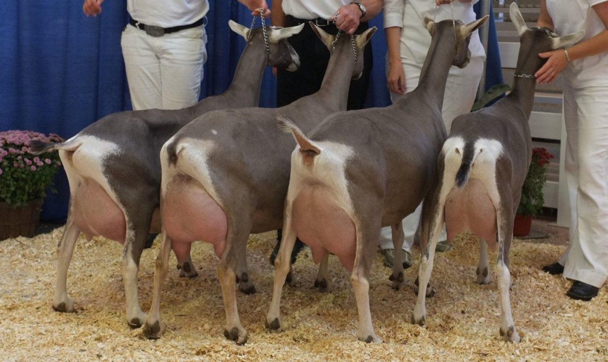 Альпийская тоггенбургская коза