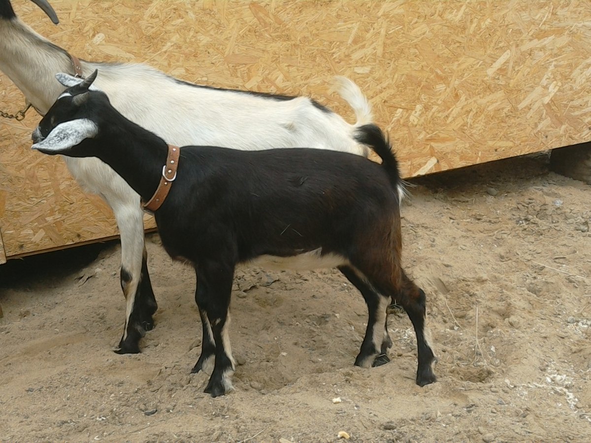 Альпийская тоггенбургская коза