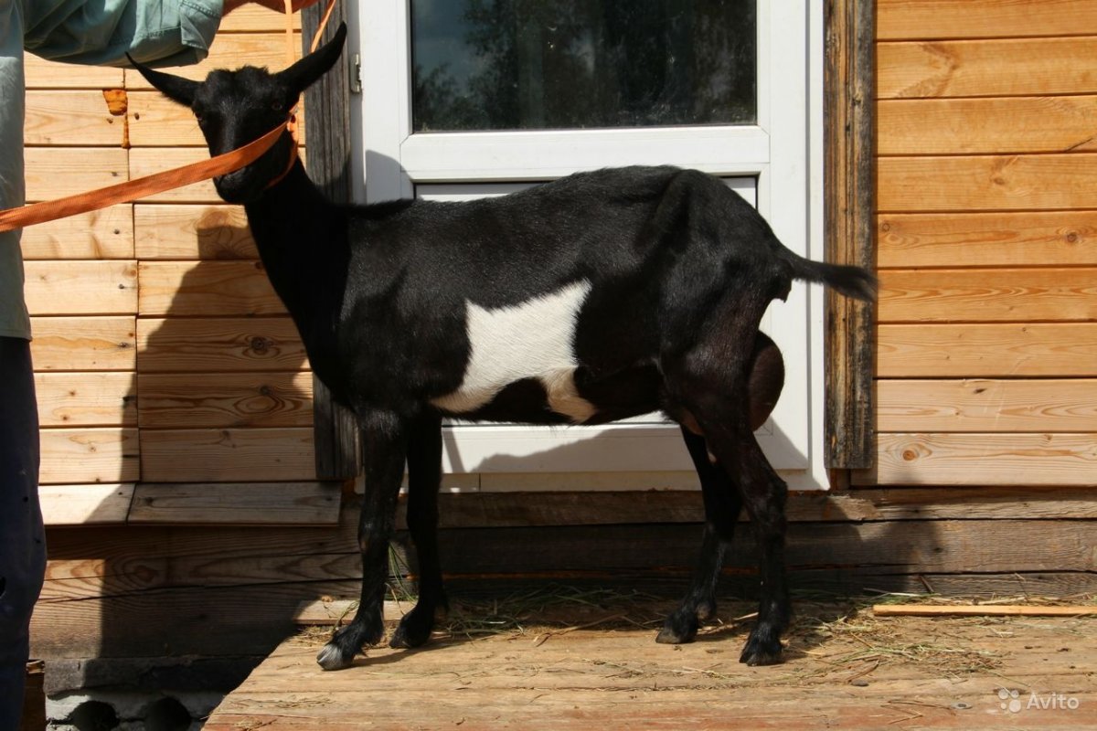 Орловская порода коз
