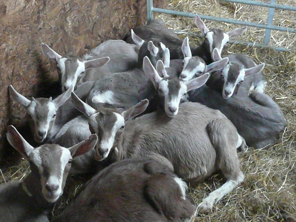 Тоггенбургская коза