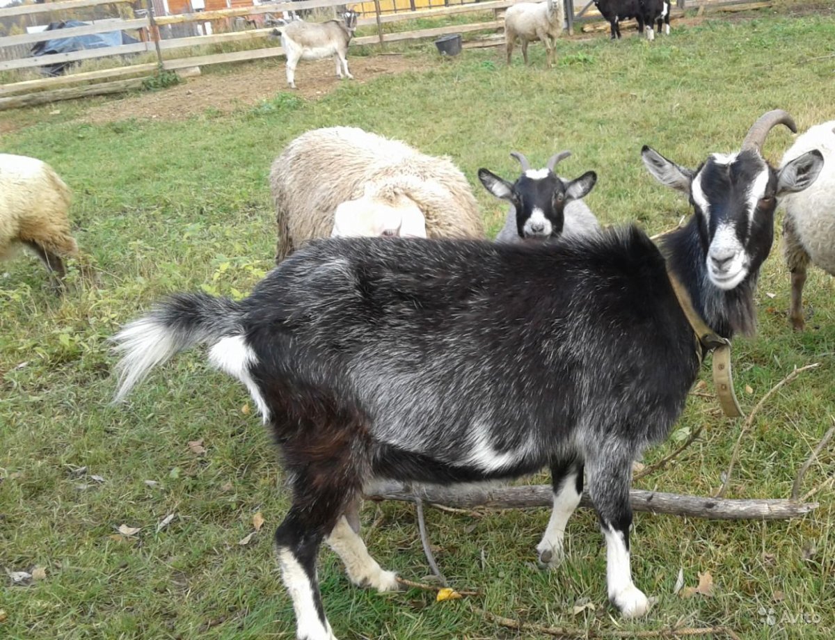 Тоггенбургская коза