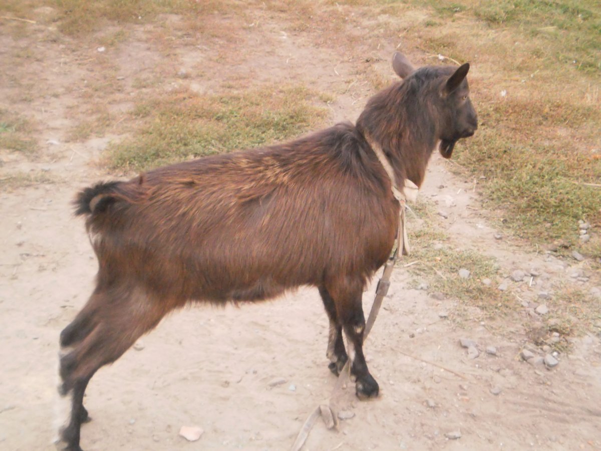 Тюрингийская коза